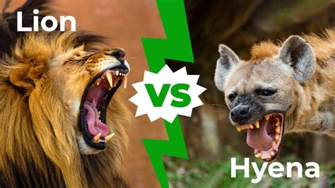 Lion vs Hyena: Who Would Win in a Fight? - IMP WORLD