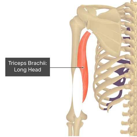 Bicep And Tricep Muscles