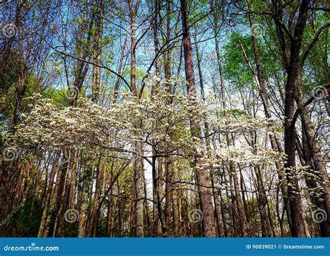 Flowering Dogwood stock image. Image of mountains, state - 90839021