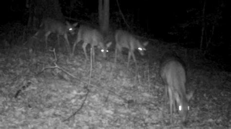 Whitetail Deer Trail Camera - YouTube