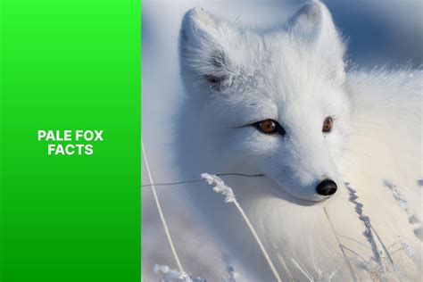 10 Fascinating Pale Fox Facts - Learn About this Unique Arctic Creature - FoxAuthority