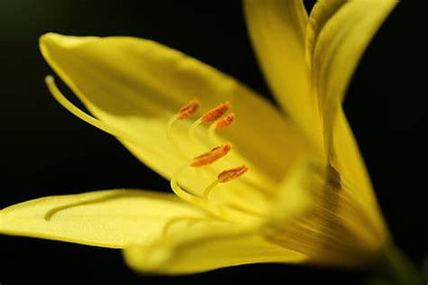 HD wallpaper: closeup photography of Ixora flower, flora, blossom, plant, gladiolus | Wallpaper ...