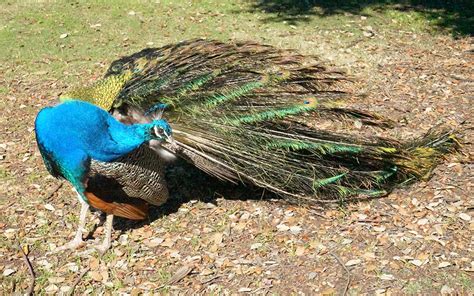 Peacock defenders push back as birds get the boot