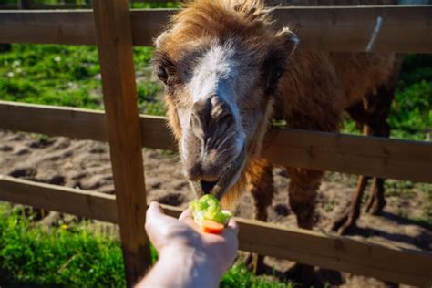 Premium Photo | Camel feeding animal weekend in zoo