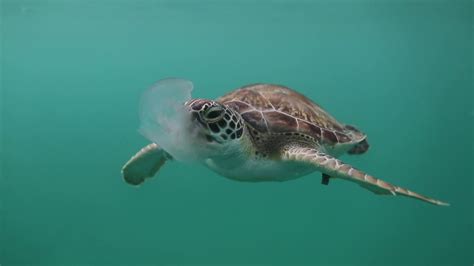 Green Sea Turtle eating Jellyfish Dec 2018 - YouTube