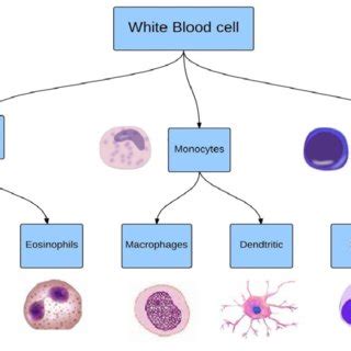 White blood cell taxonomy from bone marrow, including three main types ...