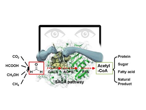 The synthetic Acetyl-CoA pathway | Nature Research Bioengineering Community