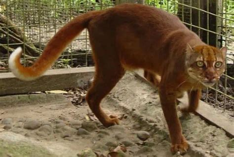 Bay Cat |Bornean Bay Cat - Endangered, Conservation - BigCatsWildCats