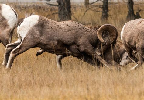 Sheep or goat: how to tell the difference | ZenSeekers