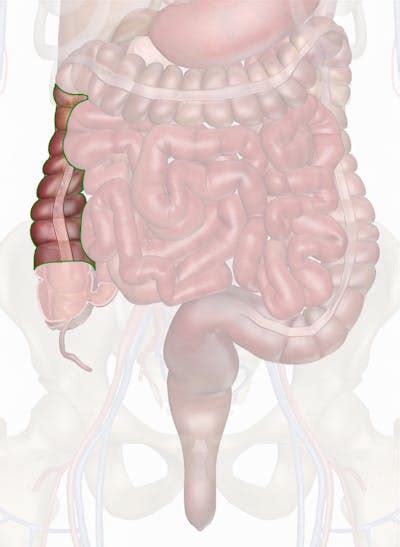 The Ascending Colon: Anatomy and 3D Illustrations