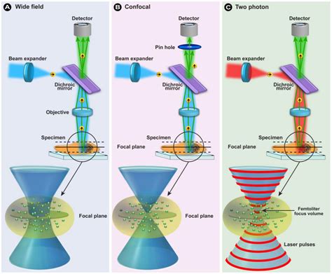 Confocal Microscopy