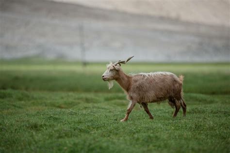 13 Types of Mountain Goats (with Pictures) | Pet Keen