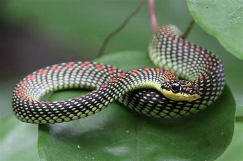 Paradise Tree Snake Photograph by Myron Tay