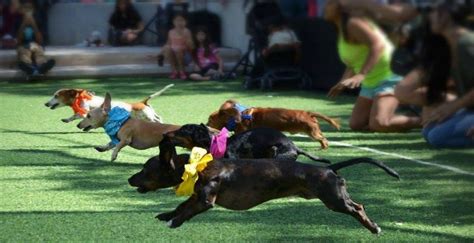 Wiener dog races - Texas Hill Country