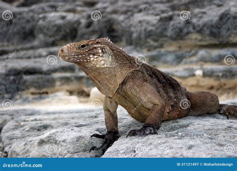 Cuban Iguana stock image. Image of reptile, beach, cuban - 31121497