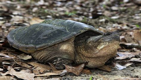 Do Turtles Hibernate? | Why Do They Hibernate In Winter?