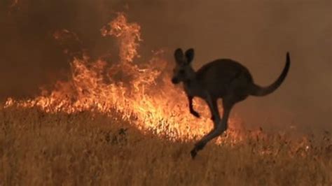 Australian bushfires: Estimations that 500 million animals and plants ...