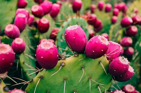 Además de ser un fruto rico preparado en jugos, salsas y mermeladas, estudios mencionan que su ...