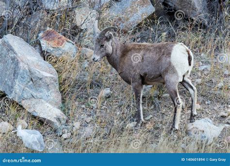 Wild Colorado Rocky Mountain Bighorn Sheep Stock Photo - Image of nature, colorado: 140601894