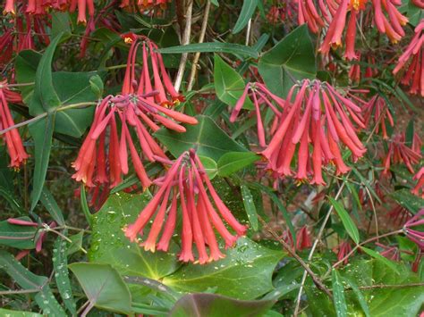 Lonicera sempervirens (Coral Honeysuckle, Honeysuckle, Trumpet ...