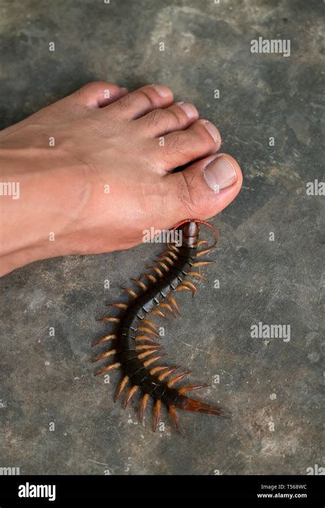 House Centipede Bite Symptoms