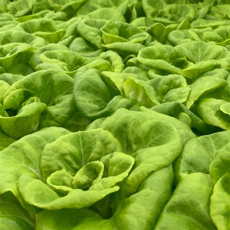 Butterhead Lettuce | Greens Do Good