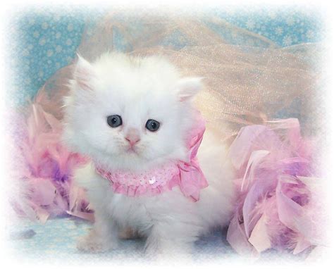 Being royalty can be sweet! | Beautiful kittens, Cute cat wallpaper ...