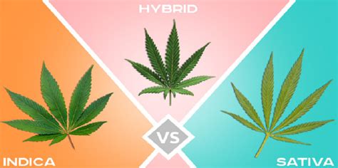 Sativa vs Indica vs Hybrid Strains: What to Expect | Green Dank