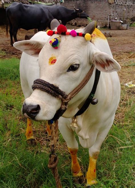 Adorable White Cow in a Green Field