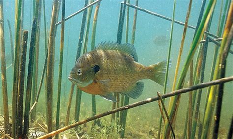 Tracking Bluegill Research - In-Fisherman