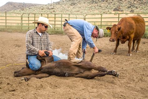 Montana Ranch Properties History and Facts on Branding Livestock in Montana