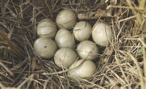 Poultry Pheasant Hatching Eggs for sale | eBay