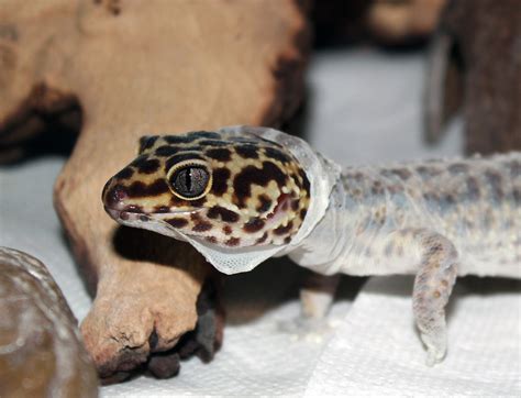 Leopard Gecko 'Gex' Shedding by Rob1989 on DeviantArt