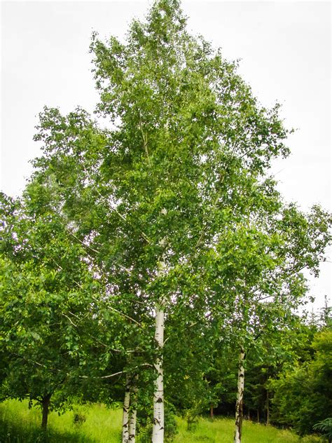 Birch Trees | Buy Birch Trees Online with Free SH | The Tree Center