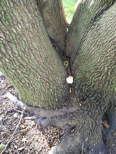 plant health - How to care for a tree with a rotting crotch at ground level? - Gardening ...