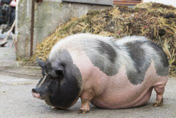 10 Things About Raising Pigs You Won't Read in Books