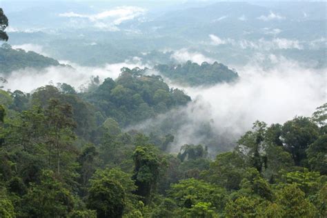 Support Indigenous forest protection in Borneo - GlobalGiving