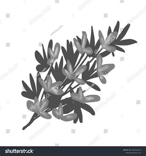 Botanical Nature Clipart Black White Lilac Stock Illustration ...