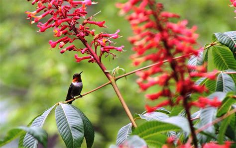 Red Buckeye: Native Plant of the Month - Tara Wildlife