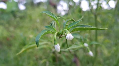 Chilli flower video 25062318 Stock Video at Vecteezy