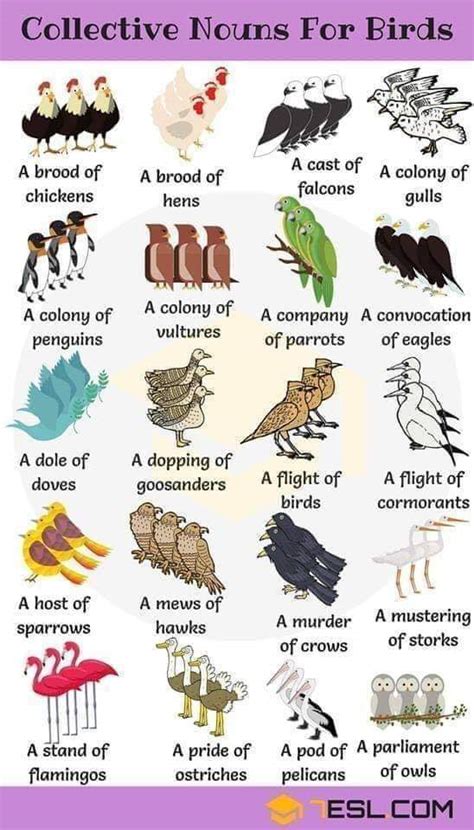 Visual : Collective nouns for birds - Infographic.tv - Number one ...