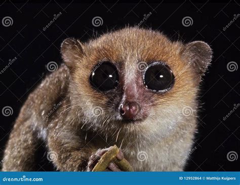 Mouse Lemur Royalty-Free Stock Image | CartoonDealer.com #12952864