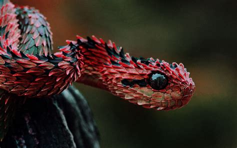 African Bush Viper Wallpaper