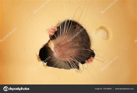 Pictures : funny rats eating cheese | Cute funny rat eating cheese ...