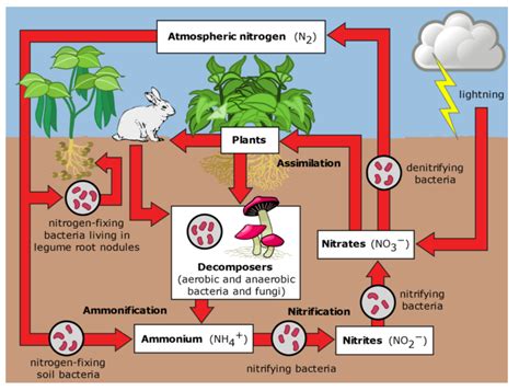 Biotic And Abiotic Cycle