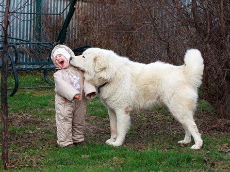 7 Reasons Every Kid Should Grow Up with Large-Breed Dogs