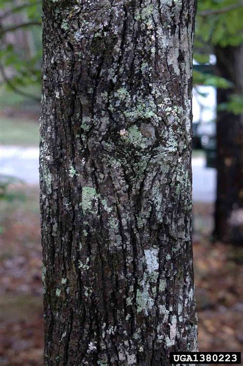 Arkansas Tree Database - Mockernut Hickory