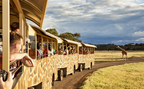 Werribee Open Range Zoo: Explore the African Savannah in Melbourne