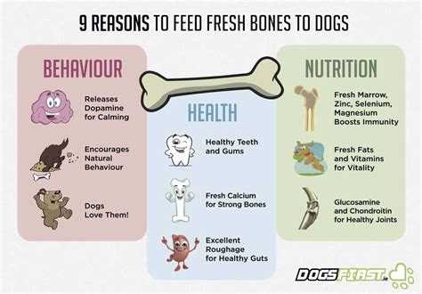 How to Safely Feed a Dog Bones | Dogs First | Healthy bones, Raw dog ...