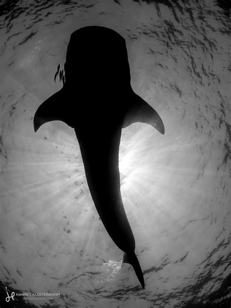 Whale Shark Silhouette | Getting these shots right has been … | Flickr